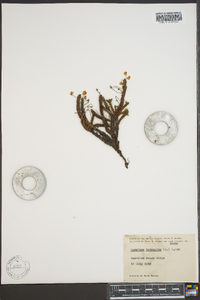 Cassiope tetragona image
