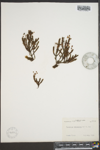 Cassiope tetragona image