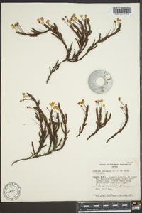 Cassiope tetragona image