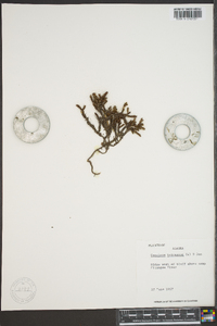 Cassiope tetragona image