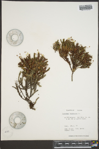 Cassiope tetragona image