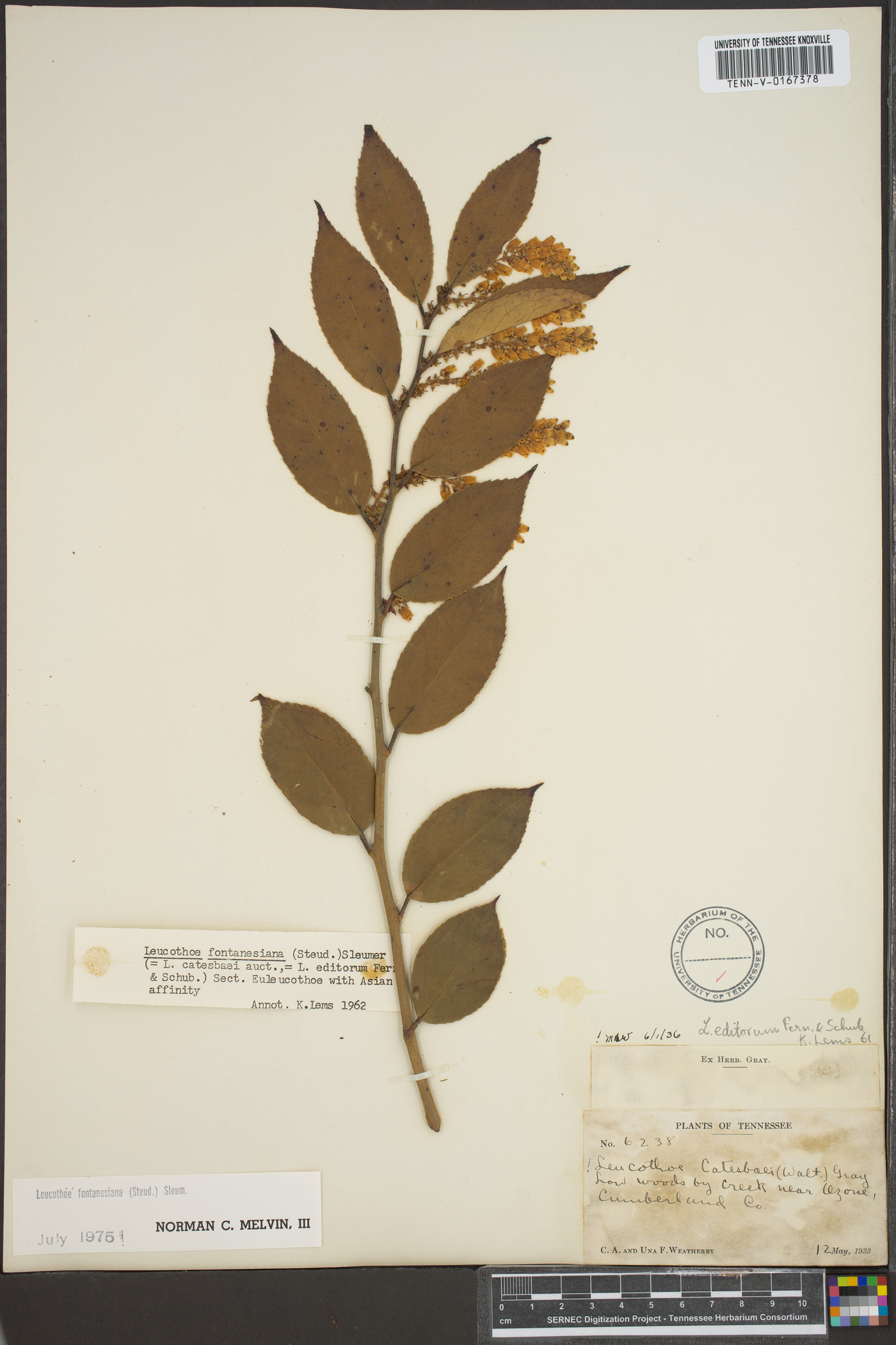 Leucothoe fontanesiana image