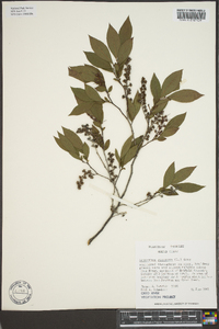 Leucothoe racemosa image