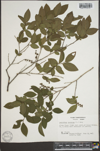 Leucothoe racemosa image