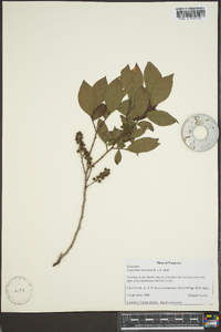 Leucothoe racemosa image