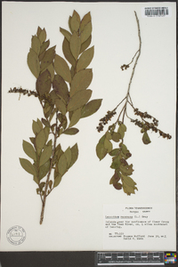 Leucothoe racemosa image