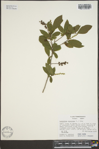 Leucothoe racemosa image