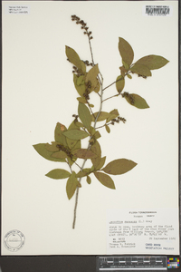 Leucothoe racemosa image