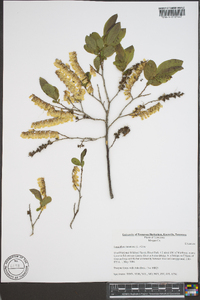 Leucothoe racemosa image