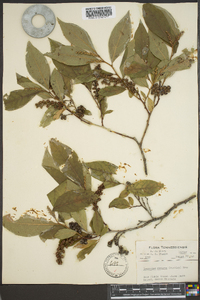 Leucothoe recurva image