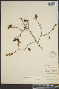 Leucothoe recurva image