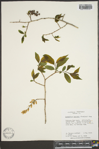 Leucothoe recurva image