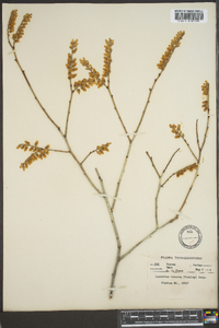 Leucothoe recurva image