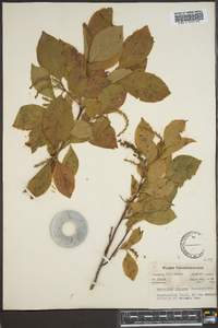 Leucothoe recurva image