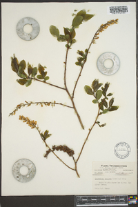 Leucothoe recurva image