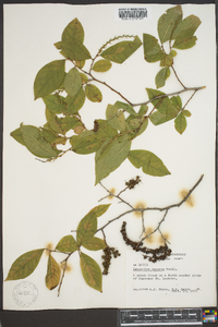 Leucothoe recurva image