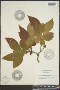 Leucothoe recurva image