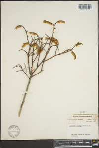 Leucothoe recurva image