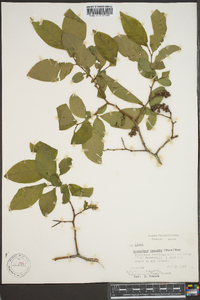 Leucothoe recurva image