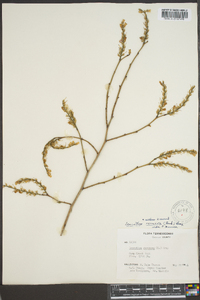 Leucothoe recurva image