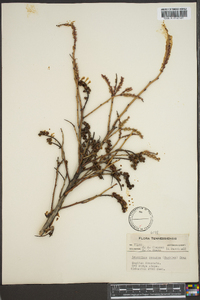 Leucothoe recurva image