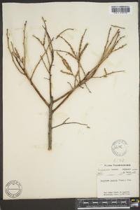 Leucothoe recurva image