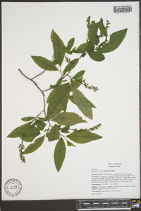 Leucothoe recurva image