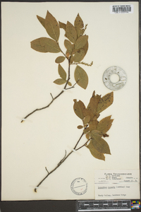 Leucothoe recurva image