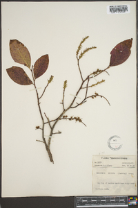 Leucothoe recurva image