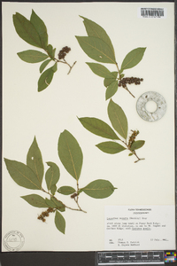 Leucothoe recurva image