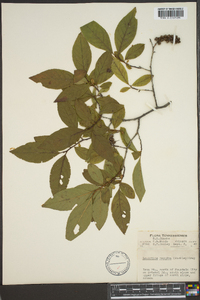 Leucothoe recurva image