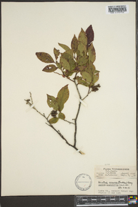 Leucothoe recurva image