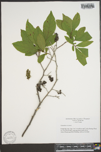 Leucothoe recurva image