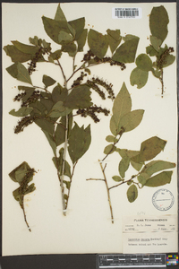 Leucothoe recurva image