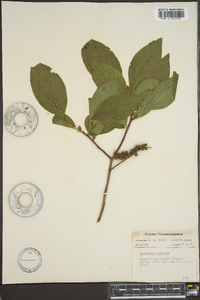 Leucothoe recurva image