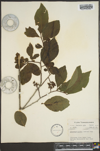 Leucothoe recurva image