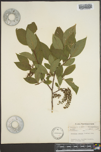 Leucothoe recurva image