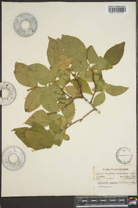 Leucothoe recurva image