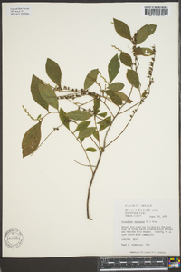 Leucothoe racemosa image