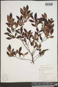 Leucothoe racemosa image