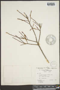 Leucothoe racemosa image