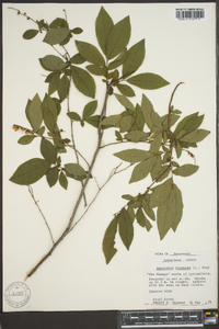 Leucothoe racemosa image