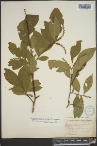 Leucothoe recurva image