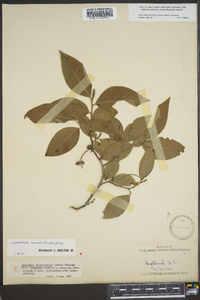 Leucothoe recurva image