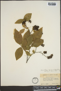 Leucothoe recurva image