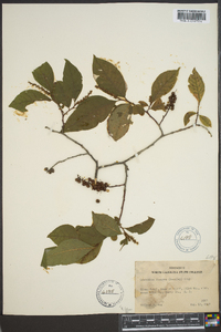 Leucothoe recurva image