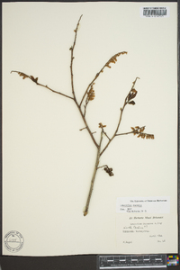 Leucothoe recurva image