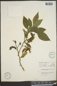 Leucothoe recurva image