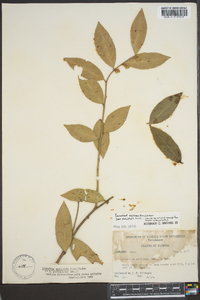 Leucothoe axillaris image