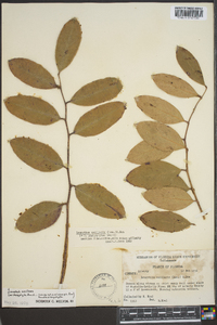 Leucothoe axillaris image